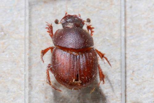 Réf. 320 345 : Onthophagus sp.